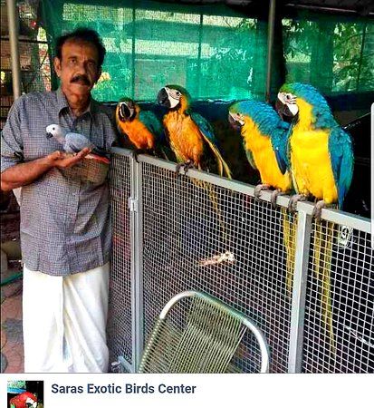Saras Exotic Birds Center